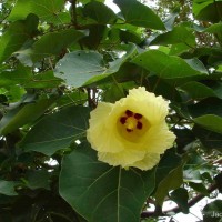 Thespesia populnea (L.) Sol. ex Corrêa